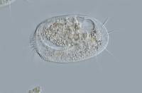 Euplotes charon (affinis) x160